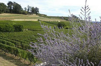 Avant les vendanges à Saint-Emilion...