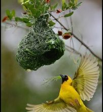Plume ... Plume ... tralala