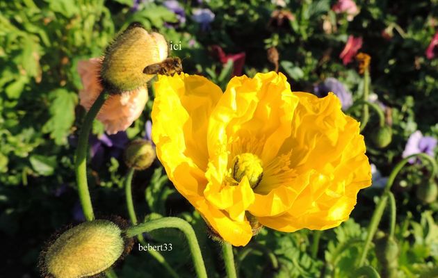 une abeille sur une fleur 