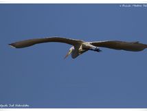 Grande Aigrette 