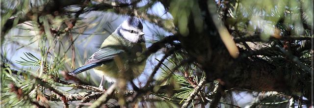 Comportements des oiseaux aux mangeoires
