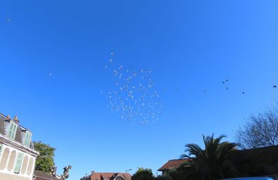 oiseaux à Sauveterre du Béarn