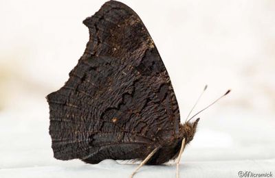 Paon du jour cherche abri pour l'hiver (Inachis io)