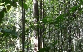 GUYANE: Camp Cariacou: journée 2