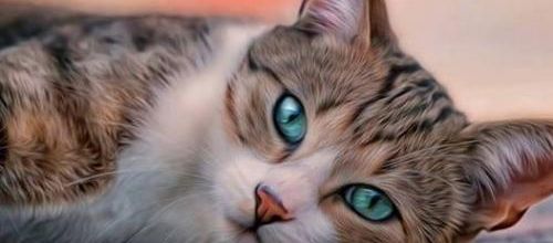 Journée internationale du chat