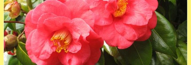 Tsubaki   (  Camellias ) 