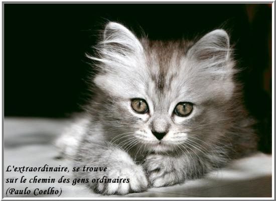 Citations en images L'extraordinaire