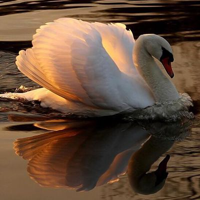 Le cygne