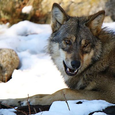 Appel à la mobilisation contre le déclassement du Loup Gris