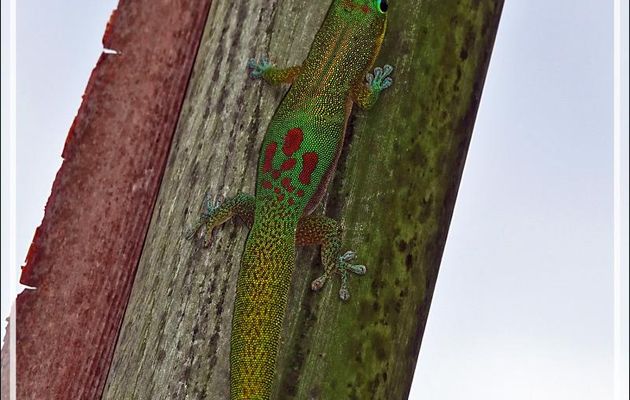 Gecko de jour poussière d'or, Gold Dust Day Gecko (Phelsuma laticauda) - Nosy Be - Madagascar