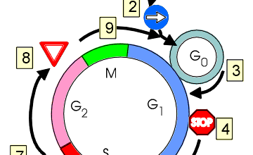 Le contrôle du cycle cellulaire. 