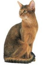 Identification des chats :
