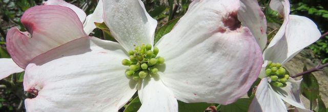 Fleurs en macros