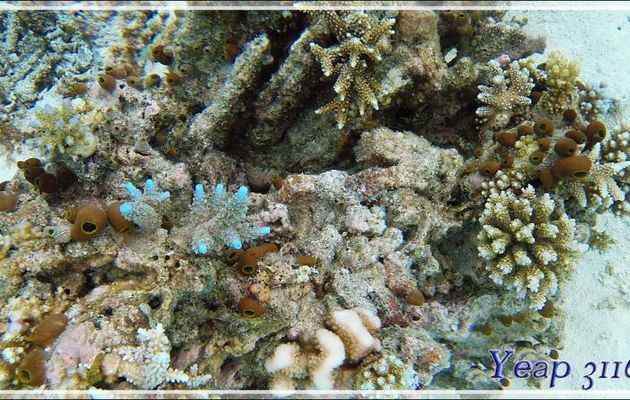 Tout simplement : coraux... - Athuruga - Atoll d'Ari - Maldives