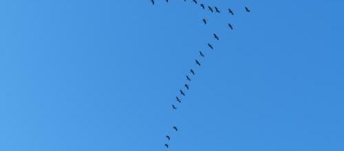 Le vol des grues...