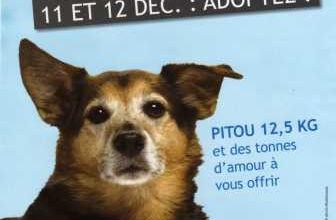 SPA de Pornic NOEL des Animaux