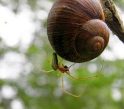 Escargot 11.