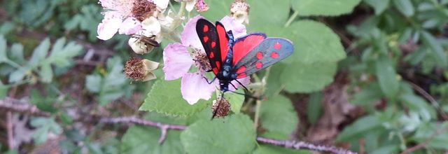 un papillon sur des fraisiers