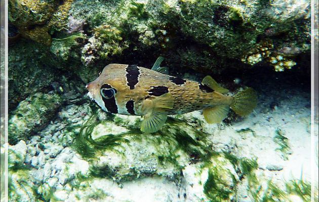 Poisson porc-épic à taches auréolées ou Diodon à taches auréolées, Black-blotched porcupinefish (Diodon liturosus) - Moofushi - Atoll d'Ari - Maldives