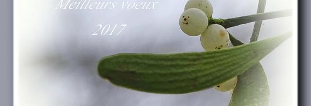 Bonne Année 2017 