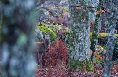 Un daguet qui seUn daguet prenait pour un chamois ce matin.... Il courrait dans les rochers.... forêt de Fontainebleau. Février 2025.