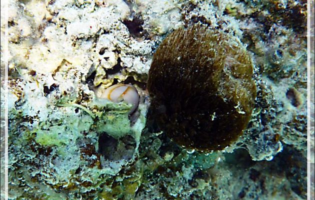 Animal ou végétal ? Spongiaire ou algue ? - Moorea - Polynésie française