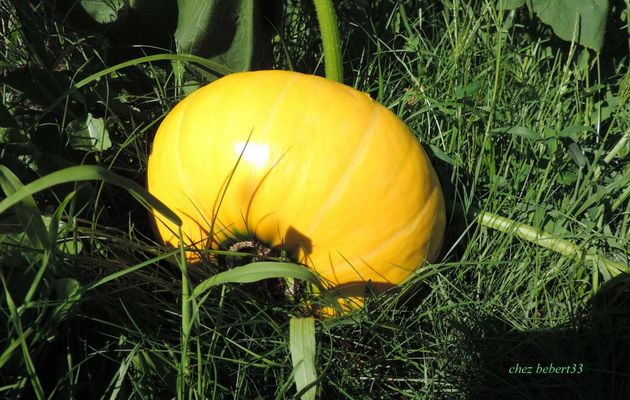 mes potimarrons et autres