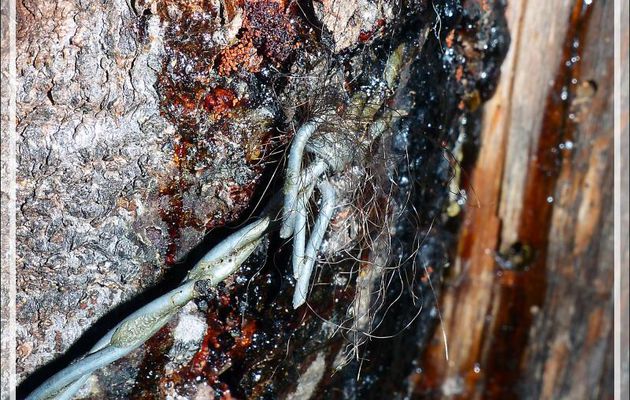 Dernier circuit ours de la saison avant l'hibernation des plantigrades : un petite récolte de poils sur un "arbre magique"  