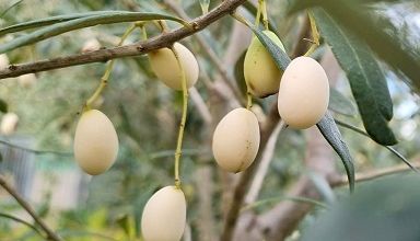 Les olives blanches ... 