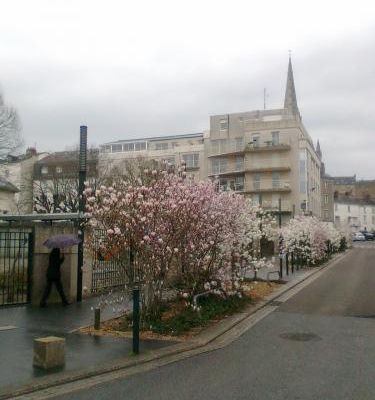 Les magnolias de l'allée de la Reine Margot.