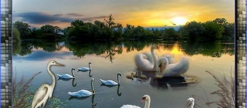  Jolis les cygnes...