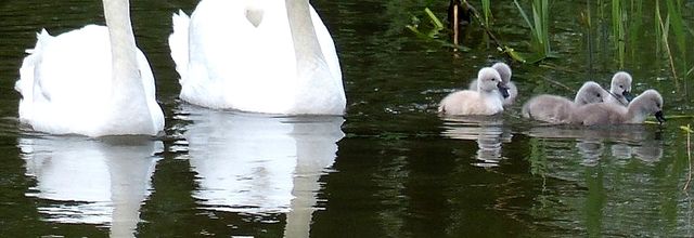 Metz / Les cygnes du Parc de la Seille...