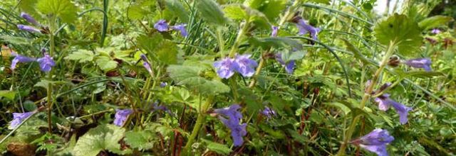 Glechoma hederacea - lierre terrestre