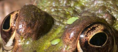 Des grenouilles dites de bénitier