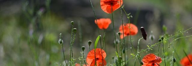Jardin des Plantes de Paris : Jolis coquelicots (Jardin écologique)