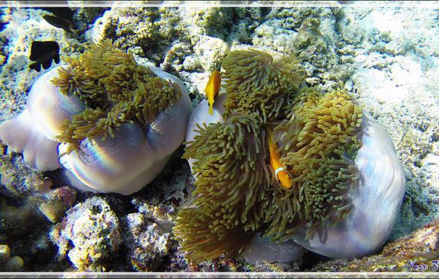 Poissons-clowns des Maldives, Maldives anemonefish (Amphiprion nigripes) et Anémones magnifiques - Snorkeling à Thudufushi - Atoll d'Ari - Maldives