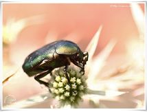 Cetonia aurata - Cétoine dorée est parfois appelée "hanneton des roses"