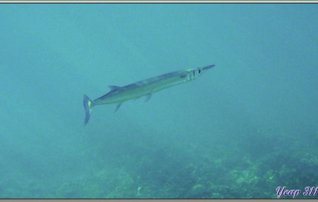 Les dents du Poisson-aiguille crocodile (Tylosurus crocodilus crocodilus) - Anse Takamaka - Mahé - Seychelles