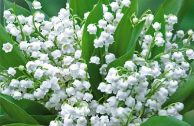 Les bonheurs du printemps