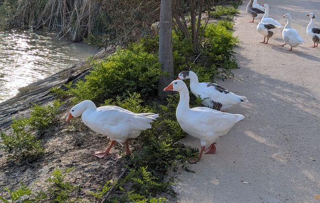 des oies sur la piste cyclable