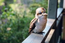LE KOOKABURRA (Oiseau d'Australie)