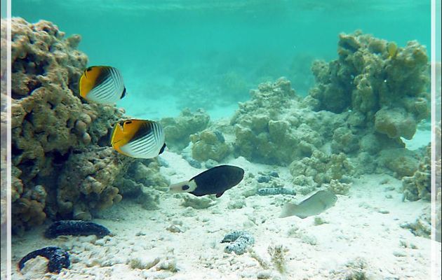 Poisson-papillon cocher ou Chaetodon cocher, Threadfin butterflyfish (Chaetodon auriga) et Perroquet grenat femelle (dit brûlé pour le mâle) - Lagon bleu - Atoll de Fakarava - Tuamotu - Polynésie