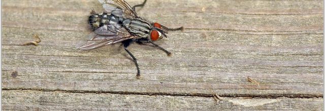 Mouche à Damier (1) - Mouche Grise de la Viande / Sarcophaga carnaria