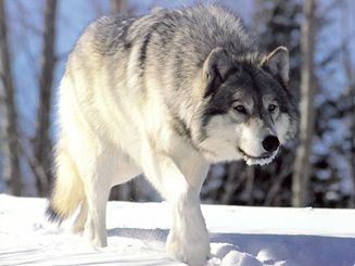 Le loup ... 