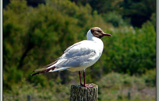 La mouette à Gaston (mouette rieuse) - Saint-Clément-des-Baleines - Ile de Ré - 17