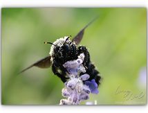 L'Abeille qui se roule dans le pollen...