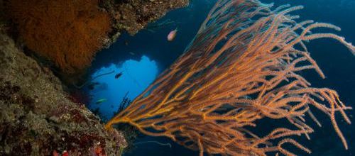 Sous l'eau à Hienghène