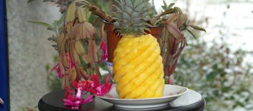Ananas