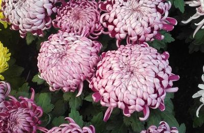  fleurs de la Toussaint 