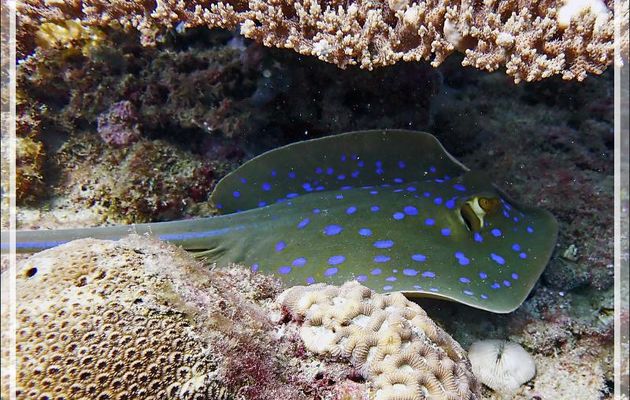 Raie  pastenague à taches bleues, Bluespotted ribbontail ray (Taeniura lymma) - Les Tétons - Tsarabanjina - Mitsio - Madagascar